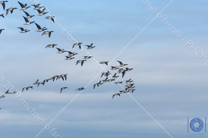 Birds in Flight