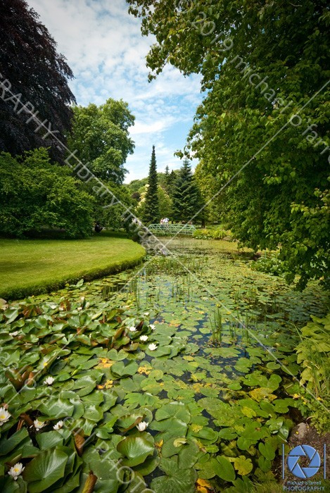 Lily Pond