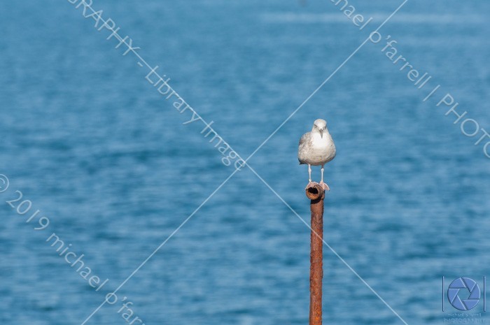 Bird on pedestal