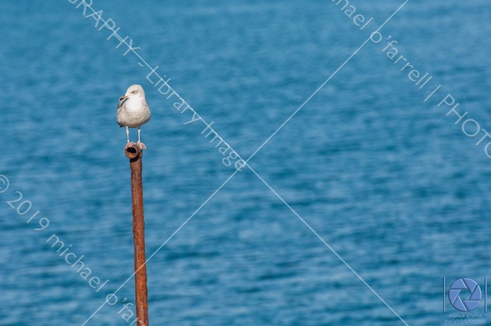 Bird on pedestal