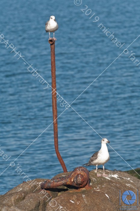 Birds on pedestal