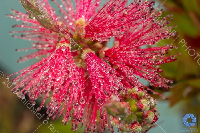 Water Droplets on Bottle Brush