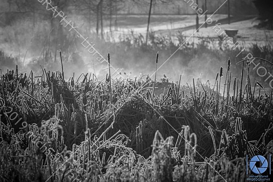 Backlit plants in Fog, Backlit plants in Kilbogget, Birds on water in Fog, Foggy mist on water in Kilbogget Park, Frost on seat