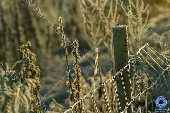 Frosty Morning