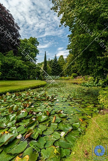 Lily Pond