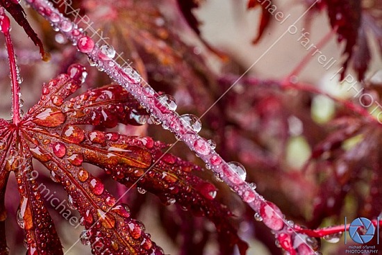 Water droplets on Acer